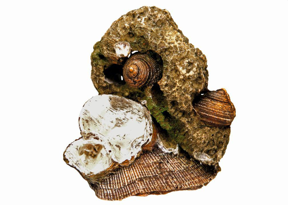 Ozdoba akwariowa Nobby "CORAL STONE WITH MUS"  5-7 cm - " Koralowiec z muszlami " - Nobby zdjęcie 1