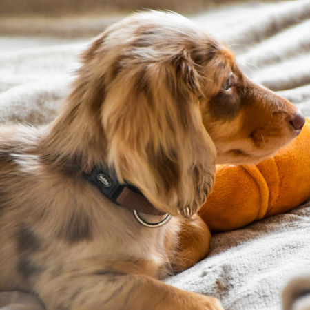 Obroża dla psa Nobby Classic M-L 20 mm, 40-55 cm brązowa - lekka , miękka i wygodna - Nobby zdjęcie 2