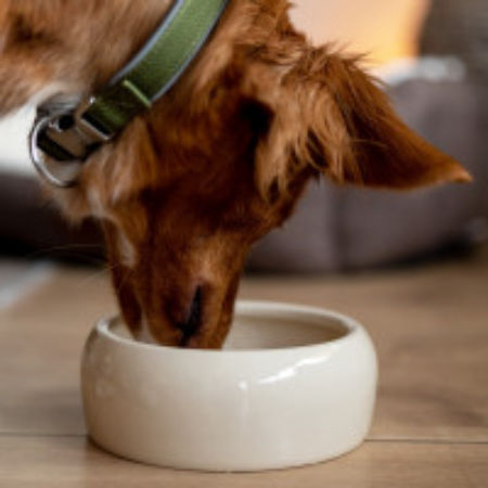 Miska ceramiczna Nobby dla psa/kota beżowa ciężka 0,25 L  Ø 12,0x5,0cm - Nobby zdjęcie 2