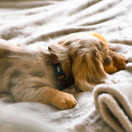 Obroża dla psa Nobby Classic XS-S 10 mm, 20-35 cm brązowa - lekka , miękka i wygodna - Nobby zdjęcie 2