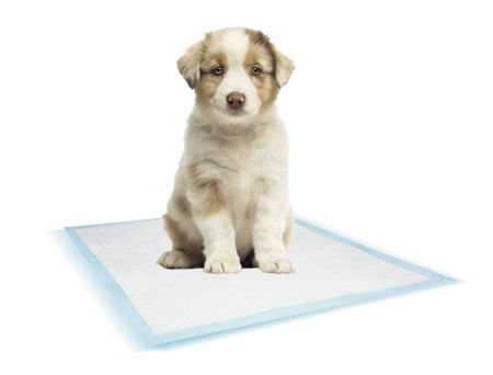 Training Pads Nobby maty dla psa S 48x41cm 24szt/op- podkłady do nauki sikania lub seniora - Nobby zdjęcie 2