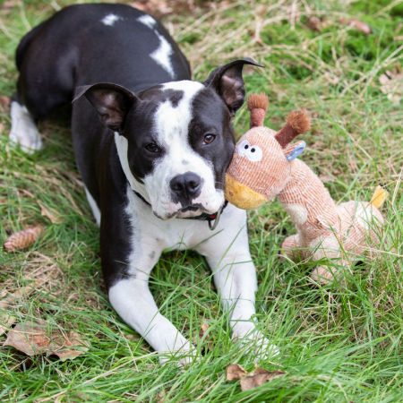 Pluszowa zabawka dla psa Nobby plush animal Giraffe 33cm - pluszowo-materiałowa żyrafa z piszczałką - Nobby zdjęcie 2