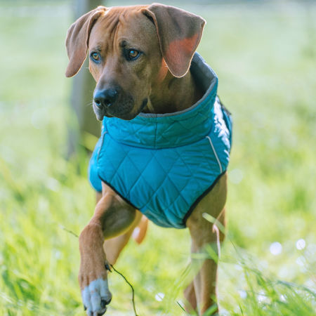 Płaszcz-ubranko dla psa Nobby "YAKA" ciemny turkus 20 cm - Nobby zdjęcie 2