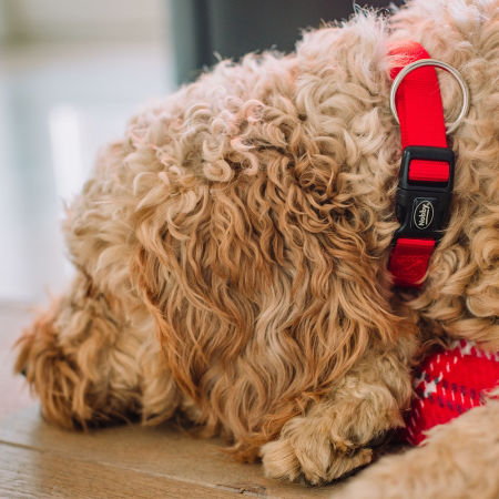 Obroża dla psa Nobby Classic L-XL 25 mm, 50-65 cm czerwona - lekka , miękka i wygodna - Nobby zdjęcie 2