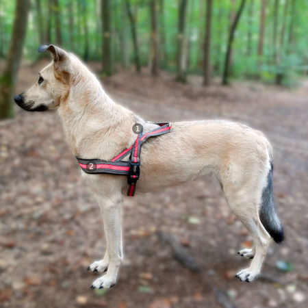 Szelki norweskie dla psa Nobby Variado L 25/35mm; 46cm, 60-76cm różowe - Nobby zdjęcie 2