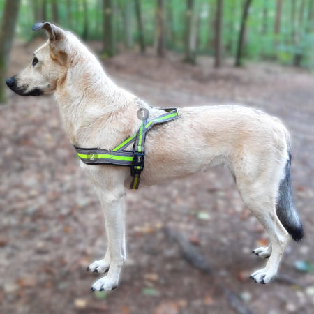 Szelki norweskie dla psa Nobby Variado XL 40/45mm; 62cm, 75-98cm żółte - Nobby zdjęcie 2